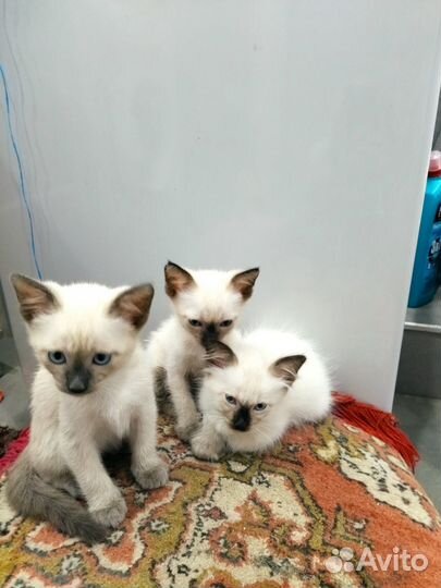 Сиамские котята