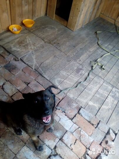 Передержка для собак