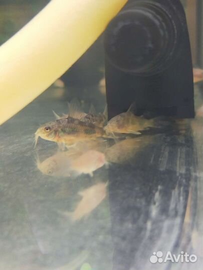 Аквариумные рыбки и растения