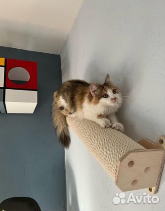 Аксессуары для кошек