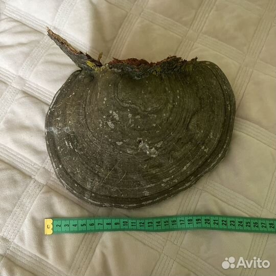 Гриб трутовик