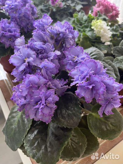 Фиалки цветущие