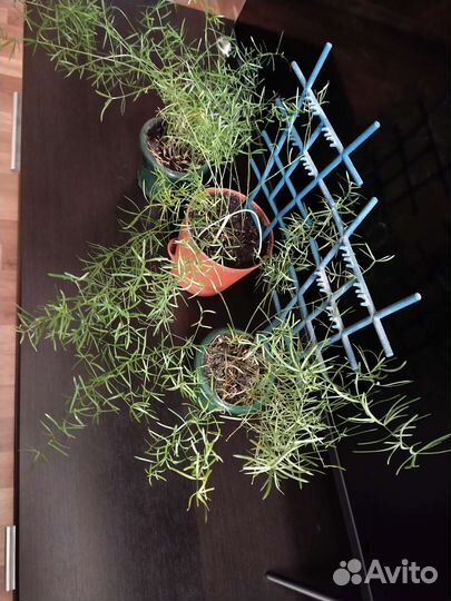 Аспарагус шпренгера