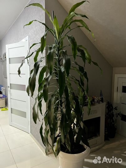 Пальма драцена