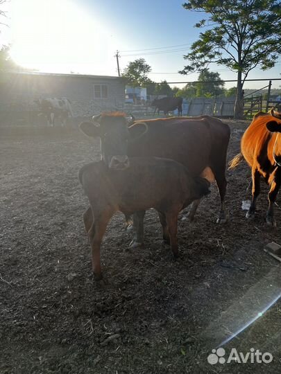 Корова дойная с теленком