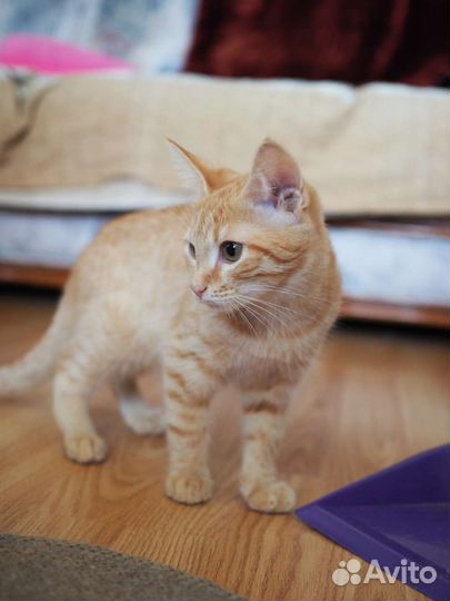 Рыжий котёнок в добрые руки