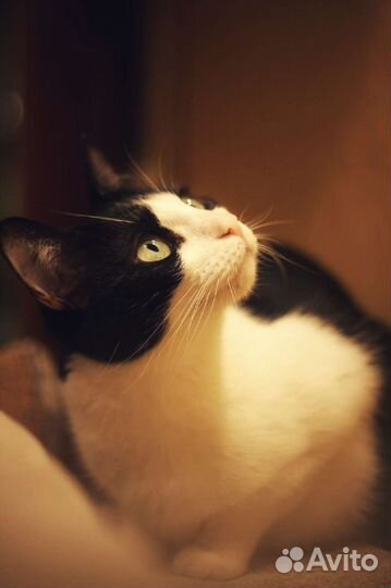 Кошка в дар бесплатно