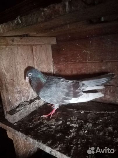 Голубь одесский