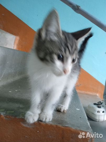 Котенок белый серый