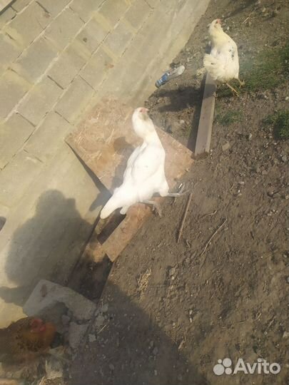 Куры гергебельские, Петух полугергебельский