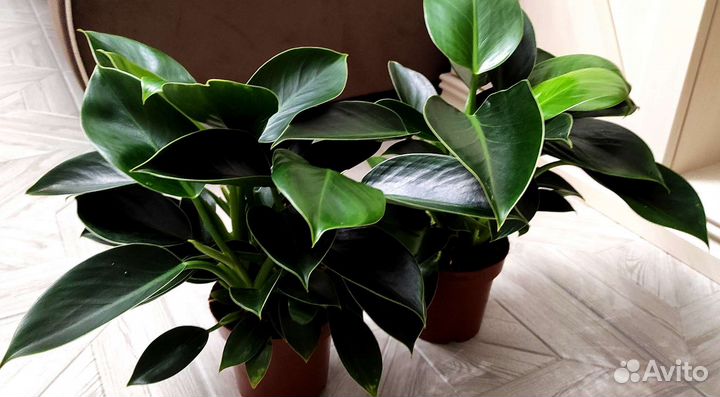 Филодендрон Грин принцесс