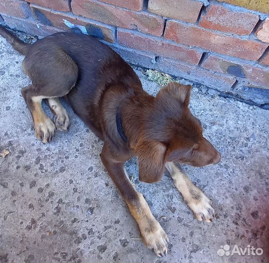 Щенок в добрые руки бесплатно