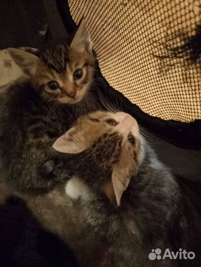 Спасаем котят