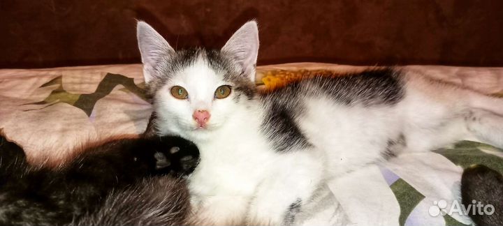 Котёнок в добрые руки