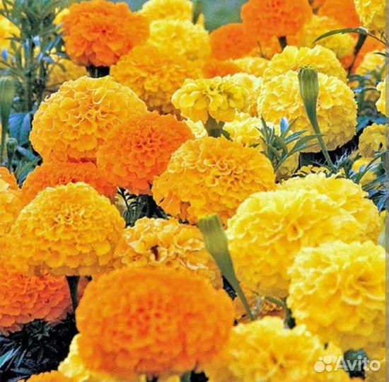 Рассада цветов бархатцы