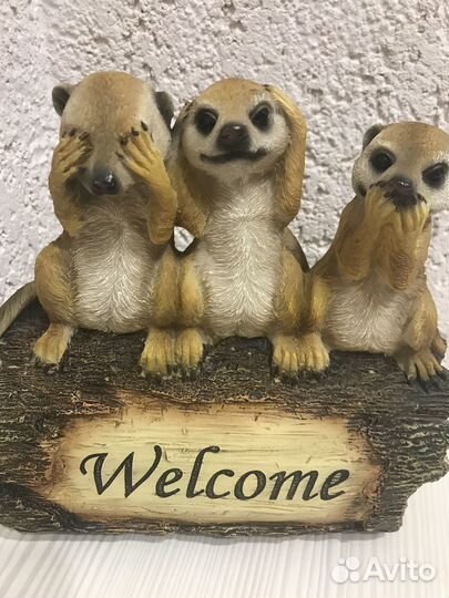 Сурикаты welcome