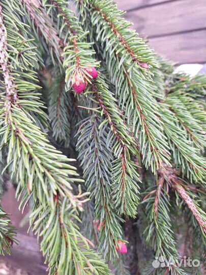 Ель инверса