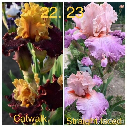 Ирисы сортовые высокие