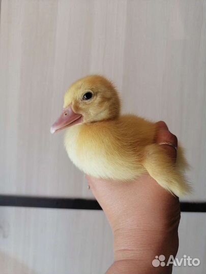 Утята (индоутята) суточные