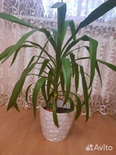 Комнатные цветы юкка