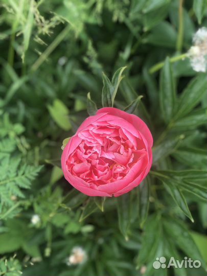 Продажа пионов