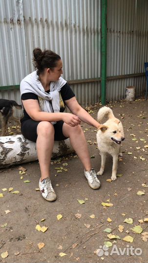 Нужны волонтеры для выгула собак в приюте
