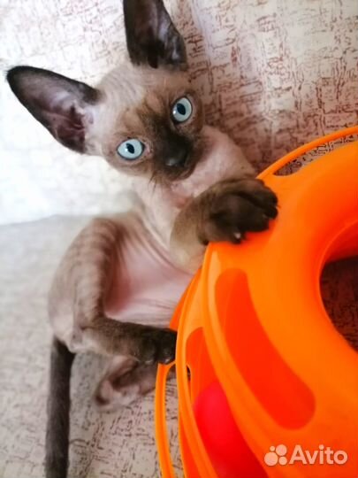 Йоло девон-рекс