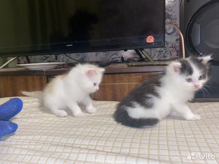 Котята отдам бесплатно