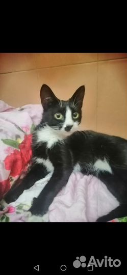 Умная и красивая кошка в добрый дом