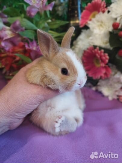 Ручные карликовые кролики.Домашнее содержание