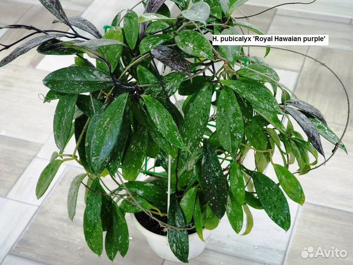 Хойя pubicalyx 'Royal Hawaian purple