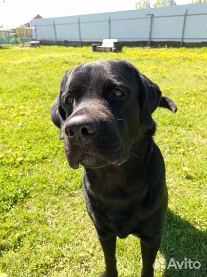 Собака в добрые руки отдам бесплатно