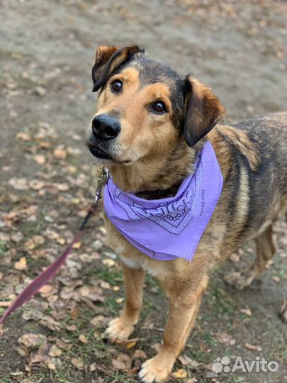 Дружелюбный пёс из приюта ищет дом