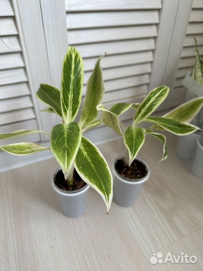 Аглаонема липстик грин