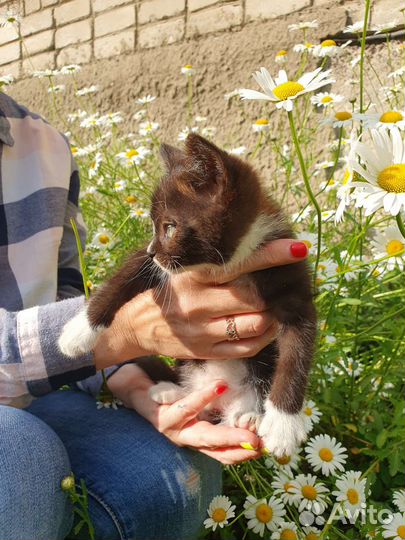 Кошка в дар