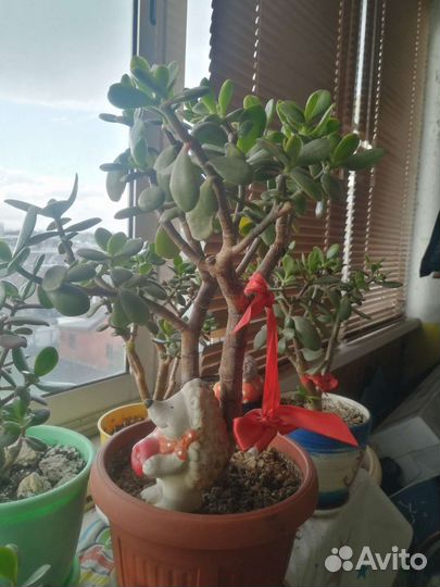 Крассула толстянка аихризон сансевиерия