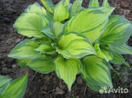 Хоста в ассортименте