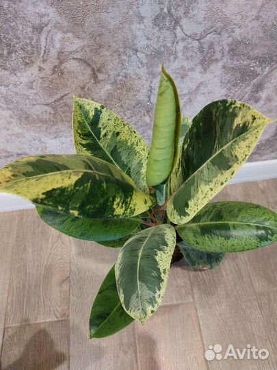 Фикус шривериана