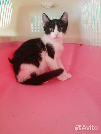 Котенок мальчик