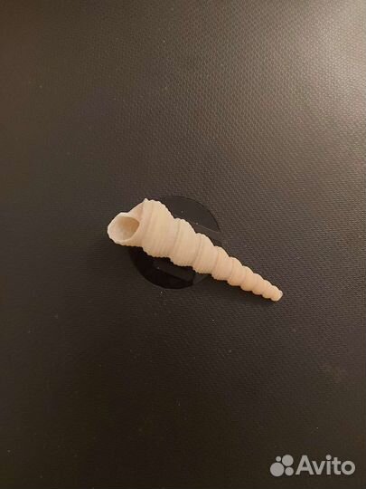 Ракушки и кораллы