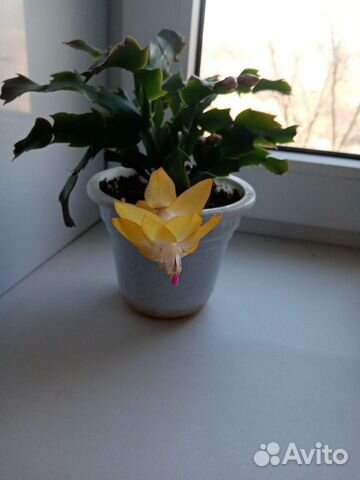 Цветок декабрист