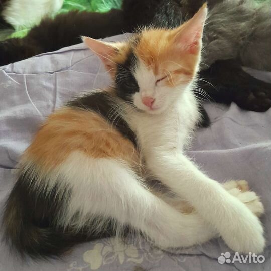 Солнечная девочка 2 мес. Котенок. Три цвета