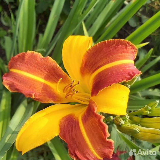 Цветы,многолетник