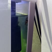 Улитки хилена