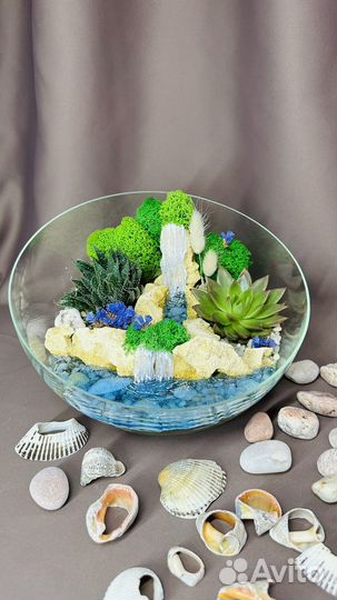 Флорариум суккуленты