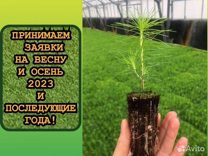 Зкс сеянцы ели и сосны