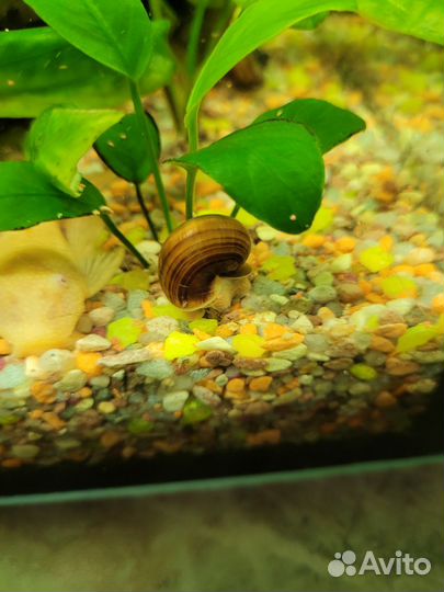 Улитки ампулярии