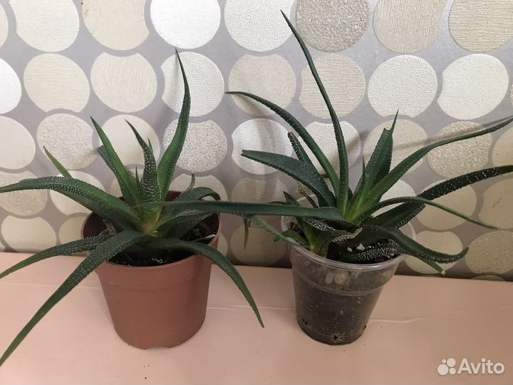 Детки хавортии, суккуленты