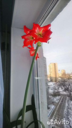 Гиппиаструм