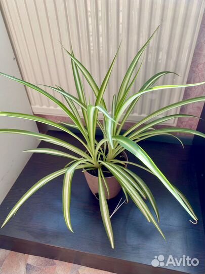 Хлорофитум